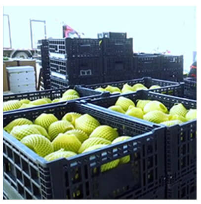 SHG Folding Crate C Series Applications - Fruit Transport