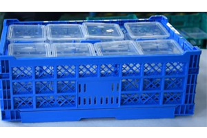 SHG Collapsible Crates F with Holder For Plastic Packaging Containers Transportation